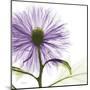 Lavish Purple Chrysanthemum-Albert Koetsier-Mounted Art Print