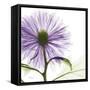 Lavish Purple Chrysanthemum-Albert Koetsier-Framed Stretched Canvas