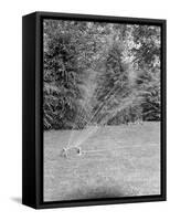 Lawn Sprinkler on Lawn-Philip Gendreau-Framed Stretched Canvas