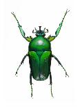 Neptunides Flower Beetle-Lawrence Lawry-Photographic Print