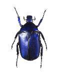 Neptunides Flower Beetle-Lawrence Lawry-Photographic Print