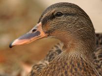 Female Mallard Head Close-Up, USA-Lawrence Michael-Mounted Photographic Print