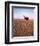 Lawrence of Arabia-null-Framed Photo