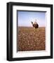 Lawrence of Arabia-null-Framed Photo