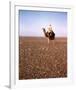 Lawrence of Arabia-null-Framed Photo