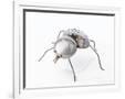 Gramercy White