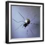 Black Frame