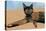 Lay down at the desk tortoiseshell cat, 2017-Hiroyuki Izutsu-Stretched Canvas