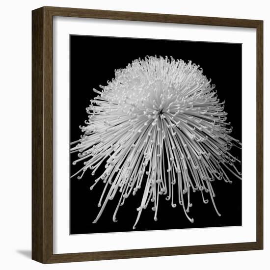 Laydy Chrysantha Punk, 2009-Hiroyuki Arakawa-Framed Photographic Print