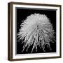 Laydy Chrysantha Punk, 2009-Hiroyuki Arakawa-Framed Photographic Print