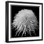 Laydy Chrysantha Punk, 2009-Hiroyuki Arakawa-Framed Photographic Print