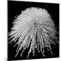 Laydy Chrysantha Punk, 2009-Hiroyuki Arakawa-Mounted Photographic Print