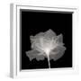 Layered Veil-null-Framed Photographic Print