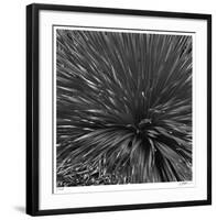 Layers of Yuca-Edward Asher-Framed Giclee Print