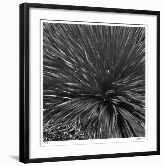 Layers of Yuca-Edward Asher-Framed Giclee Print