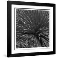 Layers of Yuca-Edward Asher-Framed Giclee Print