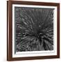 Layers of Yuca-Edward Asher-Framed Giclee Print