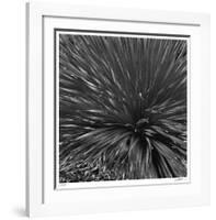 Layers of Yuca-Edward Asher-Framed Giclee Print