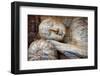 Laying Buddha in Polonnaruwa Temple - Medieval Capital of Ceylon,Unesco World Heritage Site-Maugli-l-Framed Photographic Print