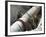 Laying Gas Pipes, Saudi Arabia, Middle East-Richard Ashworth-Framed Photographic Print