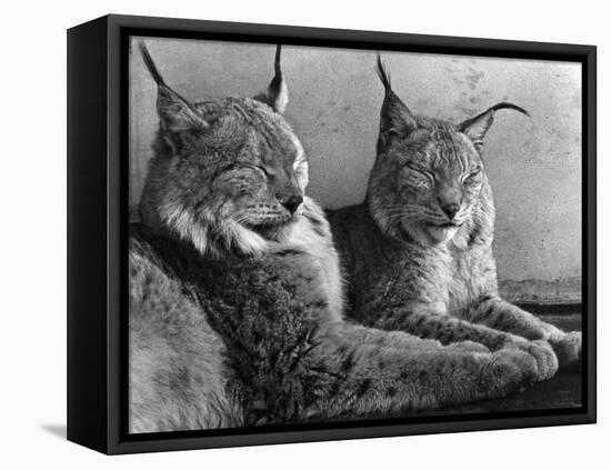 "Laying in Noonday Sun" Beautiful Pair of Northern Lynx Effected by Sudden Warm Spell-null-Framed Stretched Canvas