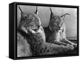"Laying in Noonday Sun" Beautiful Pair of Northern Lynx Effected by Sudden Warm Spell-null-Framed Stretched Canvas