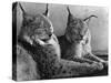 "Laying in Noonday Sun" Beautiful Pair of Northern Lynx Effected by Sudden Warm Spell-null-Stretched Canvas