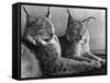 "Laying in Noonday Sun" Beautiful Pair of Northern Lynx Effected by Sudden Warm Spell-null-Framed Stretched Canvas