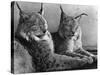 "Laying in Noonday Sun" Beautiful Pair of Northern Lynx Effected by Sudden Warm Spell-null-Stretched Canvas