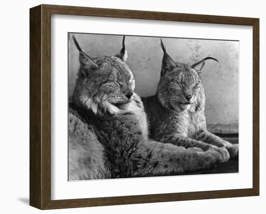 "Laying in Noonday Sun" Beautiful Pair of Northern Lynx Effected by Sudden Warm Spell-null-Framed Photographic Print