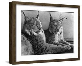 "Laying in Noonday Sun" Beautiful Pair of Northern Lynx Effected by Sudden Warm Spell-null-Framed Photographic Print