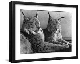 "Laying in Noonday Sun" Beautiful Pair of Northern Lynx Effected by Sudden Warm Spell-null-Framed Photographic Print