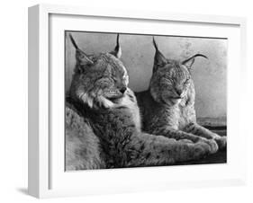 "Laying in Noonday Sun" Beautiful Pair of Northern Lynx Effected by Sudden Warm Spell-null-Framed Photographic Print