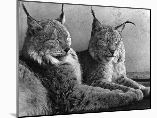 "Laying in Noonday Sun" Beautiful Pair of Northern Lynx Effected by Sudden Warm Spell-null-Mounted Photographic Print