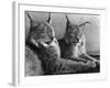 "Laying in Noonday Sun" Beautiful Pair of Northern Lynx Effected by Sudden Warm Spell-null-Framed Photographic Print