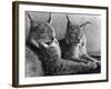 "Laying in Noonday Sun" Beautiful Pair of Northern Lynx Effected by Sudden Warm Spell-null-Framed Photographic Print