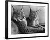 "Laying in Noonday Sun" Beautiful Pair of Northern Lynx Effected by Sudden Warm Spell-null-Framed Photographic Print