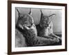 "Laying in Noonday Sun" Beautiful Pair of Northern Lynx Effected by Sudden Warm Spell-null-Framed Photographic Print