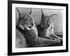 "Laying in Noonday Sun" Beautiful Pair of Northern Lynx Effected by Sudden Warm Spell-null-Framed Photographic Print