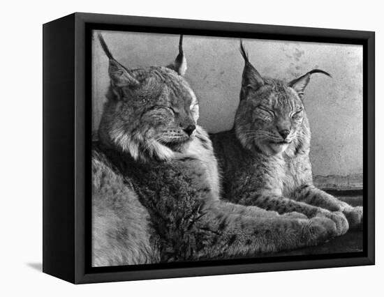 "Laying in Noonday Sun" Beautiful Pair of Northern Lynx Effected by Sudden Warm Spell-null-Framed Stretched Canvas