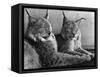 "Laying in Noonday Sun" Beautiful Pair of Northern Lynx Effected by Sudden Warm Spell-null-Framed Stretched Canvas