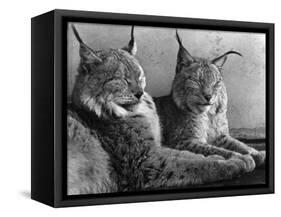 "Laying in Noonday Sun" Beautiful Pair of Northern Lynx Effected by Sudden Warm Spell-null-Framed Stretched Canvas