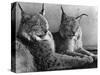 "Laying in Noonday Sun" Beautiful Pair of Northern Lynx Effected by Sudden Warm Spell-null-Stretched Canvas