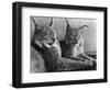 "Laying in Noonday Sun" Beautiful Pair of Northern Lynx Effected by Sudden Warm Spell-null-Framed Photographic Print