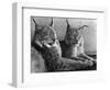 "Laying in Noonday Sun" Beautiful Pair of Northern Lynx Effected by Sudden Warm Spell-null-Framed Photographic Print