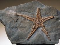 Fossilized Starfish-Layne Kennedy-Photographic Print