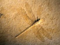 Late Jurassic Dragonfly Fossil-Layne Kennedy-Photographic Print