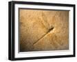 'Late Jurassic Dragonfly Fossil' Photographic Print - Layne Kennedy ...