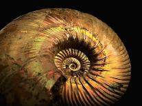 Ammonite Fossil-Layne Kennedy-Photographic Print