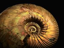 Ammonite Fossil-Layne Kennedy-Framed Photographic Print